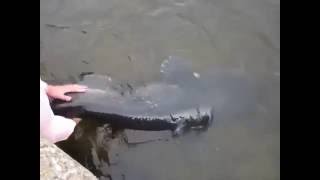 Чернобыльский сом Гоша - ручная рыба мутант из Чернобыля