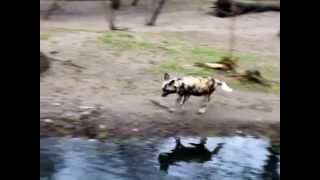 Берлинский зоопарк: гиеновидная собака | Berlin Zoo: African Hunting Dog