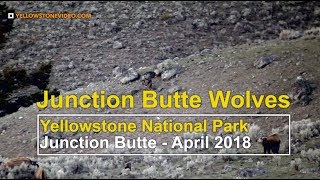 Junction Butte Wolf Pack Hunts Elk in Yellowstone National Park