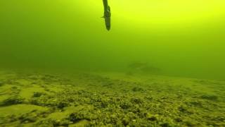 Подводная охота на Волге. Июнь 2015г.