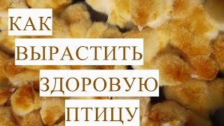 Как Вырастить Здоровую Птицу. Цыплята. Индюшата.