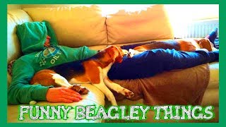 Funny BEAGLE Compilation! Why You Should Get A Beagle Dog. Episode #1