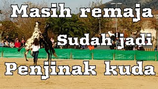 Dua kuda sekali naik | kuda pintar | penjinak kuda di Spanyol