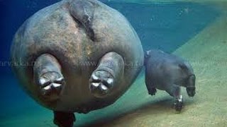 Смех Бегемот пукает Hippo farts