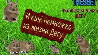 016 - И ещё немножко из жизни Дегу