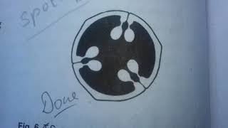 12 ISC BIOLOGY PRACTICAL EXAM 2020, SPOTTING