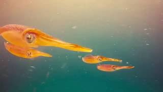 Swimming with Aliens