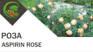 Роза Aspirin rose