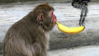 Looking at Apes #3 - Do Animals Vape?
