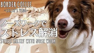 雨の日でもストレス発散！！頭を使う室内遊び (ボーダーコリー1歳7ヶ月) / Stress relief with nose work