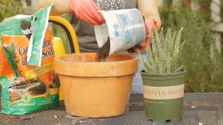 How to Plant Succulents in Clay Soil : Garden Space