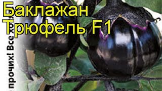 Баклажан (Трюфель F1). Краткий обзор: Баклажан описание характеристик, где купить семена