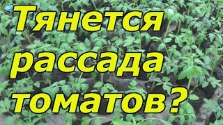 Рассада томатов вытягивается? Как это можно остановить.