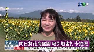 花蓮向日葵花海好療癒 開放免費摘! | 華視新聞 20200215