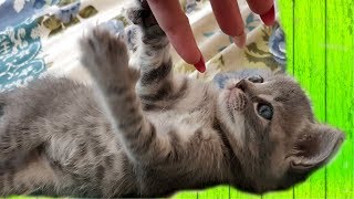 Маленький котенок играет на кровати. Говорящий кот Макс