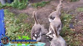 Рублю петухов. Выпасаю коз. Управляюсь.