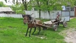 Заездка жеребца в телегу