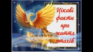 Цікаві факти про життя птахів