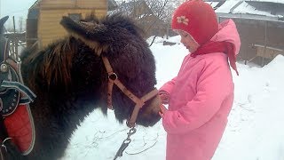 А пони довезет за полчаса. Алиса катается на ослике. Детские песенки - песенка про пони