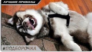 ПОДБОРОЧКА, смешные видео про животных бесплатно #4