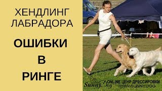 Хендлинг лабрадора. Движение в ринге.  Разбираем ошибки
