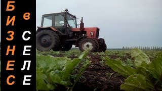 Бизнес в деревне(селе) - 1га-150 000р. Кормовой буряк(свекла)