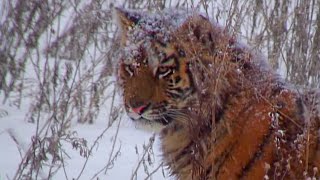 One of the Last Generations of Siberian Tiger? | Operation Snow Tiger | BBC