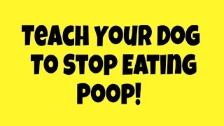 Stop Your Dog From Eating Poop