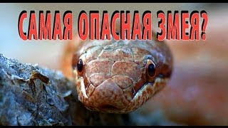Медянка (Coronella austriaca) - "Самая опасная змея"? | Film Studio Aves