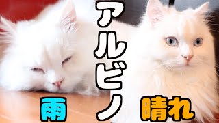 アルビノ猫は晴れた日と雨の日の行動の違いがすごい！！
