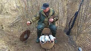 Охота с подсадной уткой весной апрель  2018  ( в конце кружок для подсадной утки)