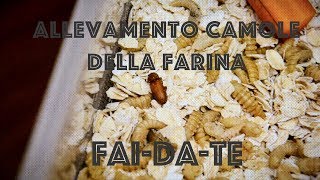 Allevamento di Camole della Farina Fai-Da-Te