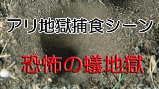 アリ地獄捕食シーン【蟻VSウスバカゲロウ】恐怖の蟻地獄の罠に落ちたアリが地獄に引きずり込まれるAntlion
