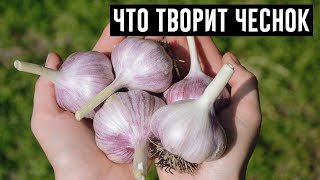 Если Есть Чеснок Каждый День, Смотрите, Что с Вами Случится!