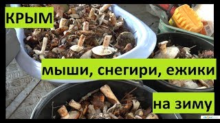 Крым. Продуктовая блокада? Зимние грибы ведрами!!!