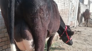 Jarsi sahiwal Cros cow for sale in Pakistan on YouTube 6_2_2020