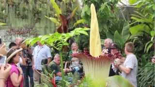 Titan Flowering Dec 2012