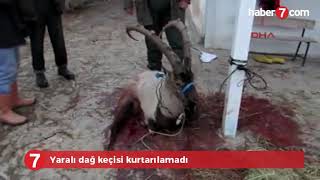 nesli tükenen yaralı dağ keçisi kurtarılamadı
