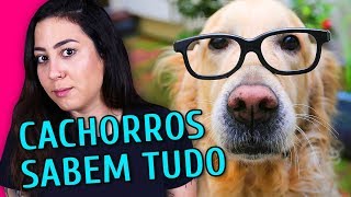 8 COISAS QUE SEU CACHORRO SABE SOBRE VOCÊ