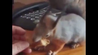 Домашние белки или как держать белку дома
