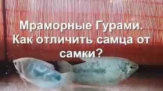 Мраморные гурами Как отличить самца от самки