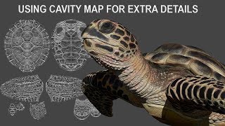 Using Cavity Map for extra details on Carey Turtle Paint, Zbrush 4R8- Part 05