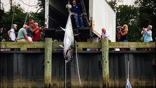 My First Cape Cod Giant Bluefin Tuna Of 2018