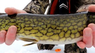Using Large Shiners to Catch Winter Fish (Jaw Jacker)