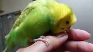 インコがどこでも交尾してると精子出してる