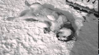 Malamute and the bone / Маламут и кость