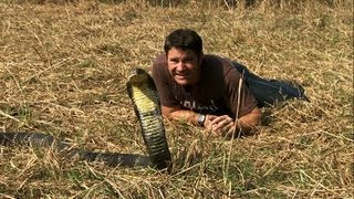 Awesome King Cobra | Deadly 60 | Series 2 | BBC