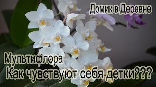 Моя белая мультифлора ! Как поживает плодовитая мамашка!