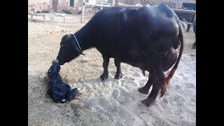Nili Ravi Buffalo For Sale |Bakra Mandi Official