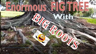 ???? || WooHoo! Enormous Fig Tree With Big Roots || Discover || Explore || Gardening Australia ????
